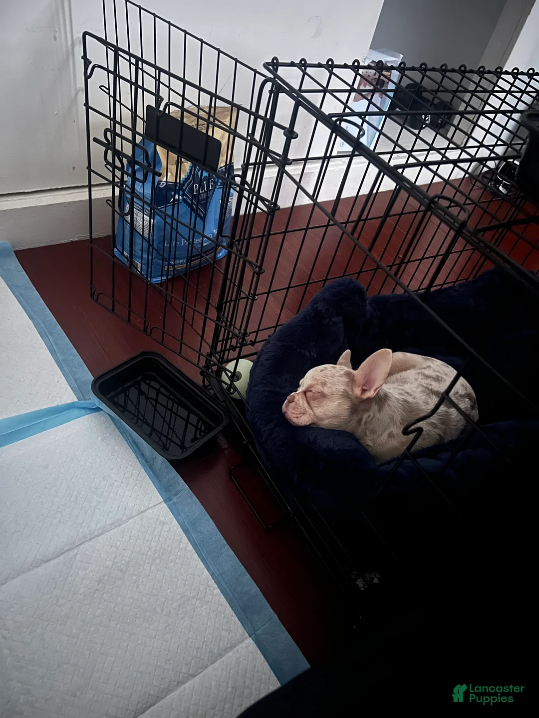 French Bulldog dogs for sale: French Bulldog Puppy 1 - Ad 7