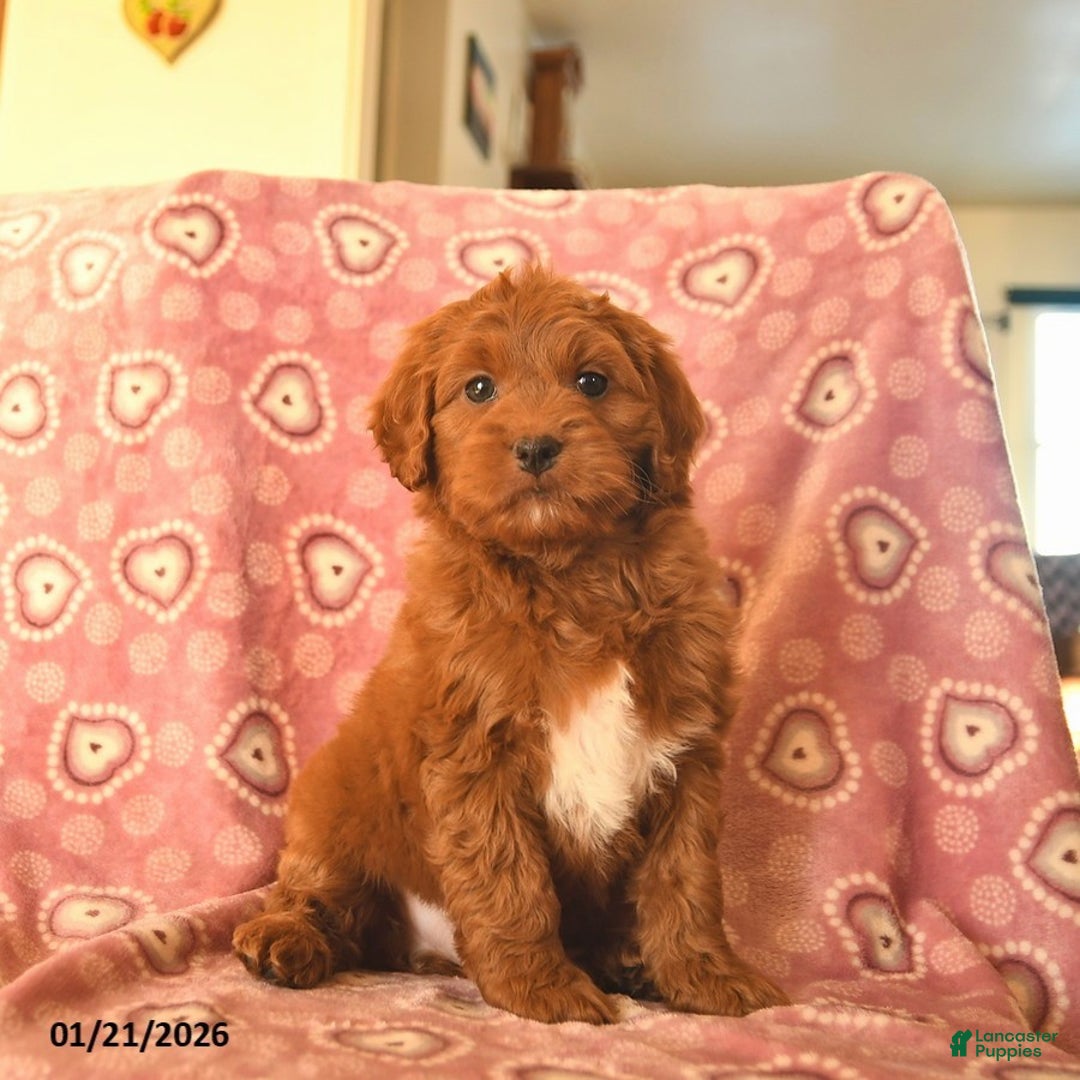 Cockapoo dogs for sale: Denver  - Ad 1