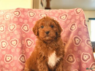 Cockapoo dogs Denver - Ad 12