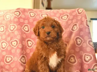 Cockapoo dogs Denver - Ad 41