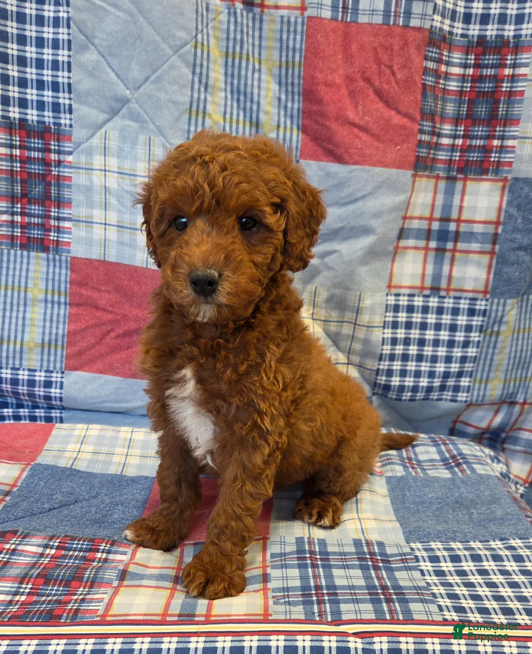 Mini Goldendoodle dogs for sale: Rusty  - Ad 6