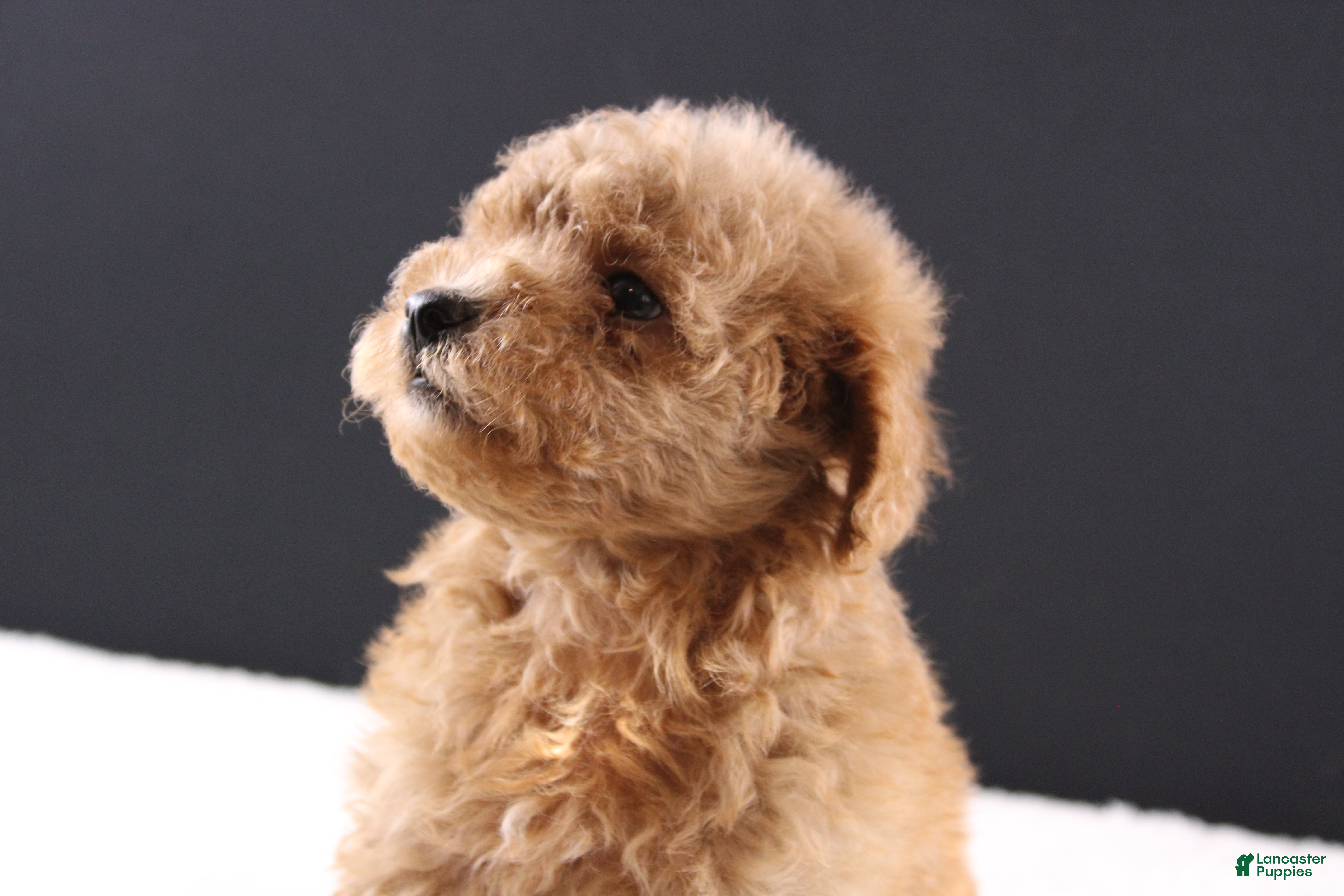 Shihpoo dogs Milo - Ad 5