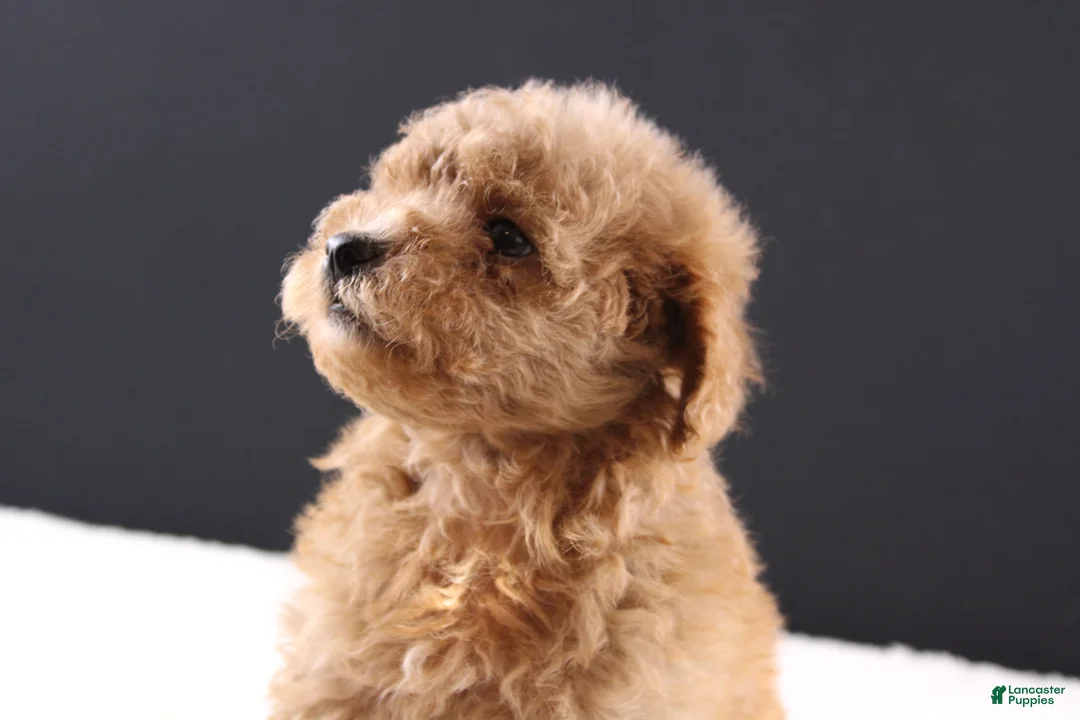 Shihpoo dogs for sale: Milo - Ad 1