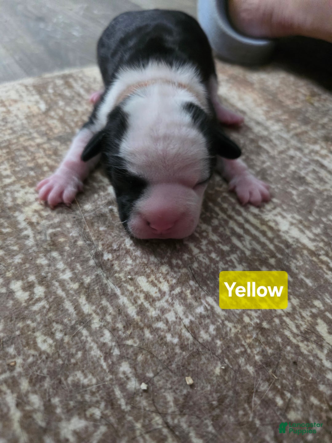 Mixed Breed dogs for sale: Yellow - Ad 12