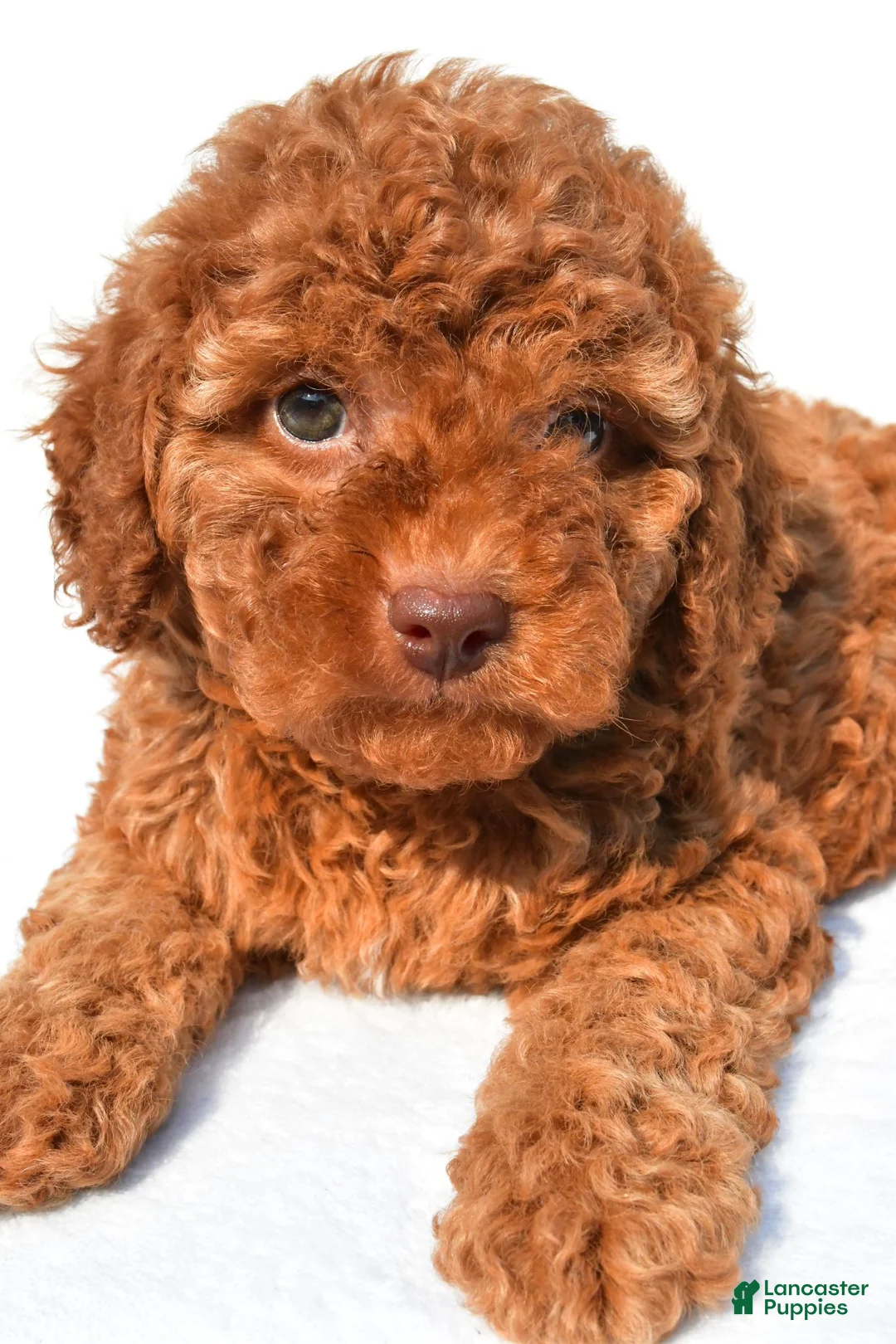 Miniature Poodle dogs for sale: Piper - Ad 6
