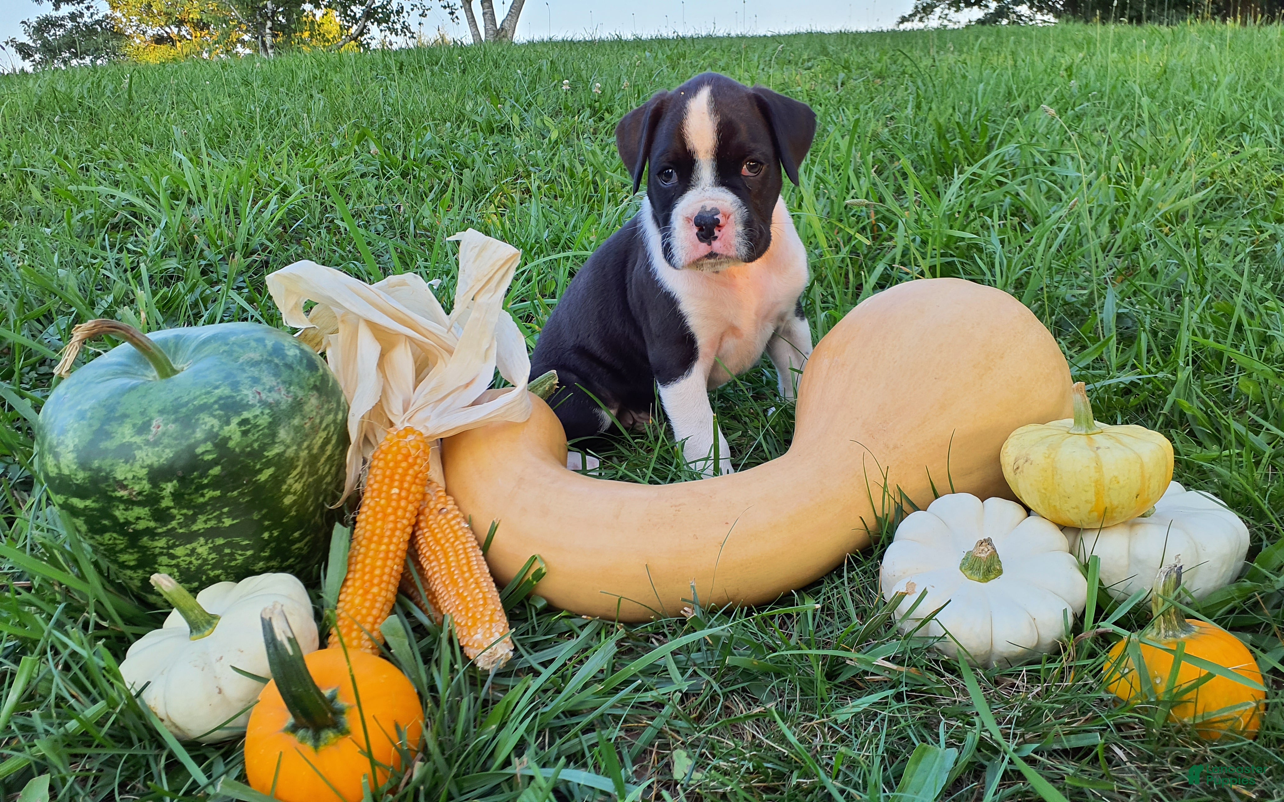 Boxer dogs Thunder AKC - Ad 2