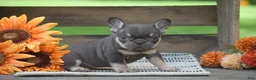 French Bulldog dogs for sale: Penny - Ad 3