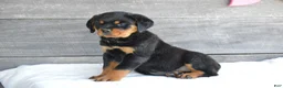 Rottweiler dogs for sale: Paige - Ad 3