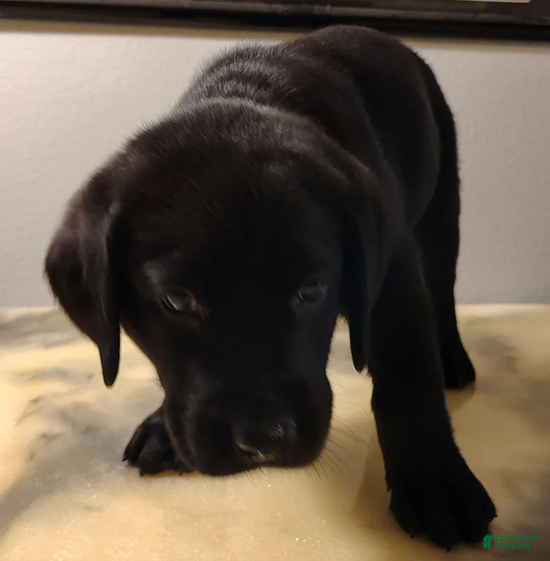 Labrador Retriever dogs for sale: Elvis - Ad 1