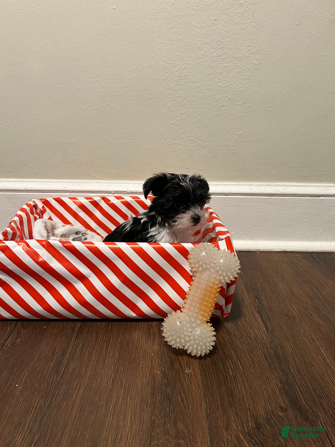 Yorkiepoo dogs for sale: TOY Size Luna - Ad 5