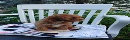 Cavapoo dogs for sale: Jade - Ad 3