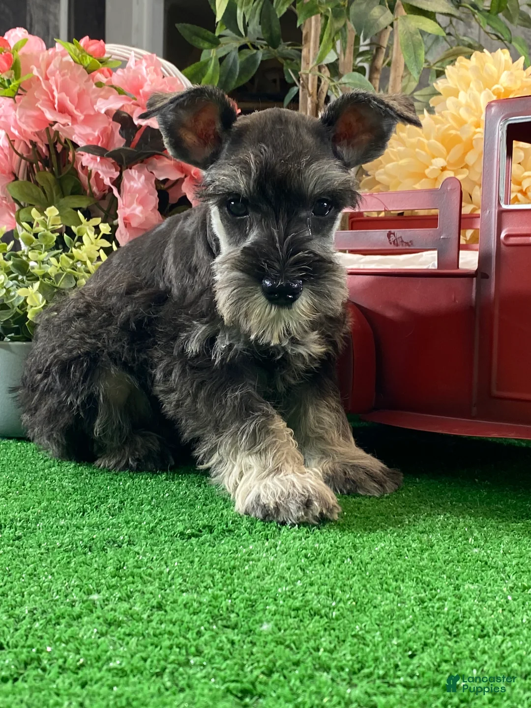 Miniature Schnauzer dogs for sale: Kobe - Ad 2