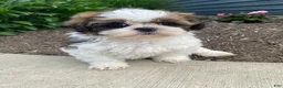 Shih Tzu dogs for sale: Tina - Ad 6