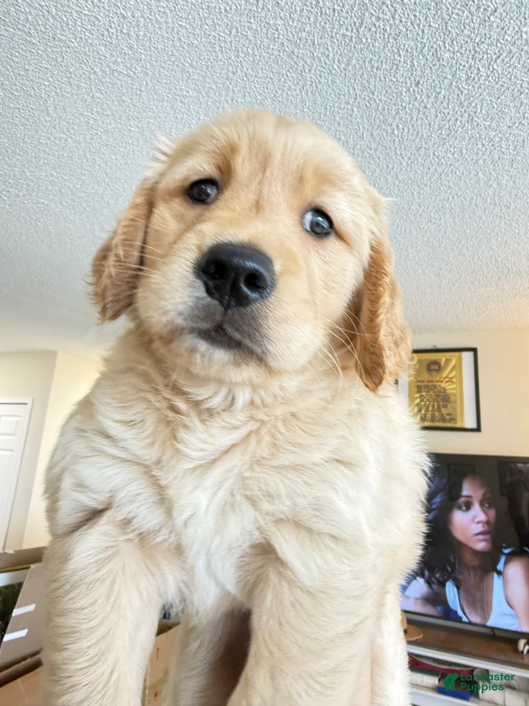 Golden Retriever dogs for sale: moly - Ad 1