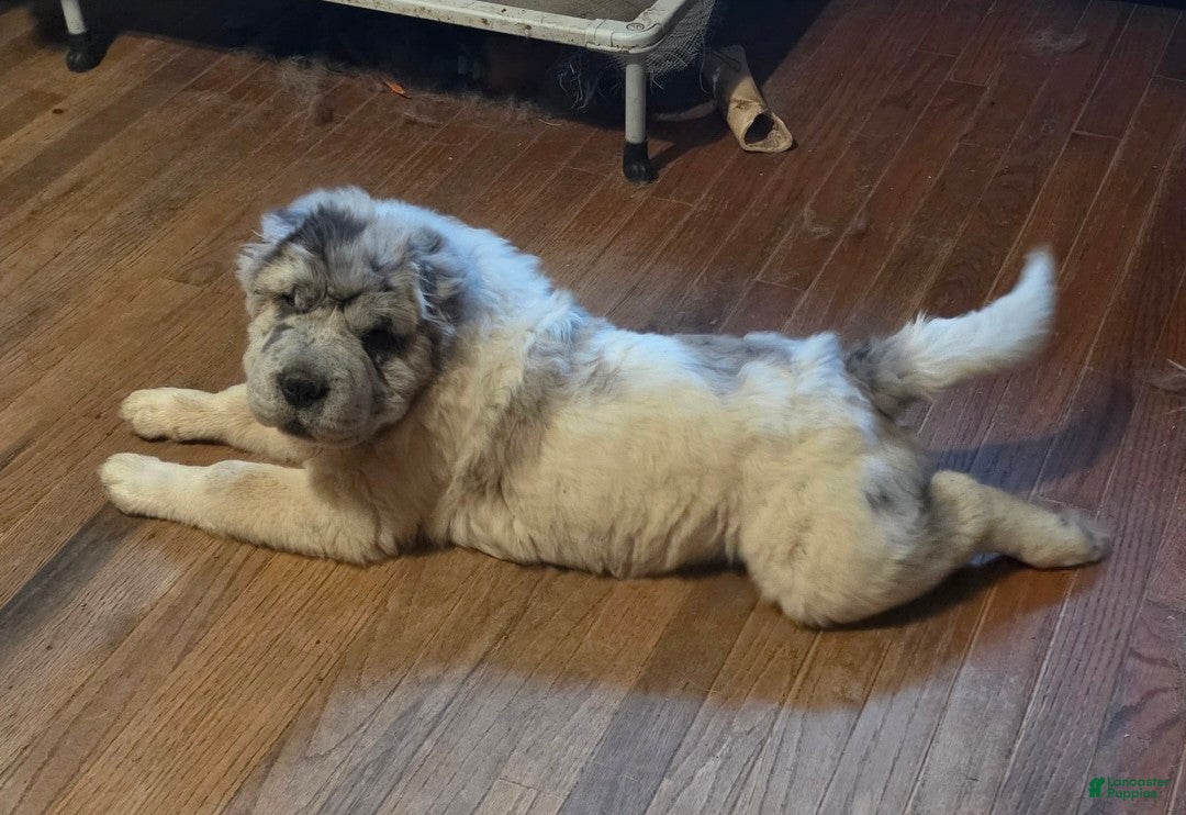 Shar Pei dogs Nova merle flower bear  - Ad 2