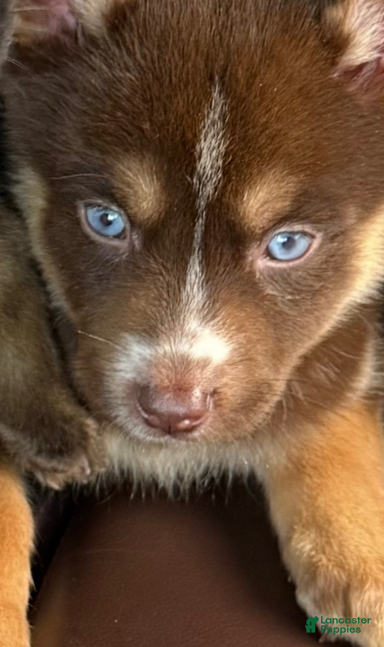 Gerberian Shepsky dogs Gerberian Shepsky Puppy 1 - Ad 25