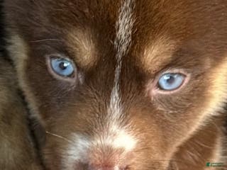 Gerberian Shepsky dogs Roxy - Ad 7