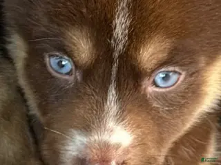 Gerberian Shepsky dogs Roxy - Ad 1