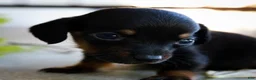 Miniature Dachshund dogs for sale: Hopper Miniature Dachshund  - Ad 3
