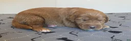 Labradoodle dogs for sale: Fern - Ad 6