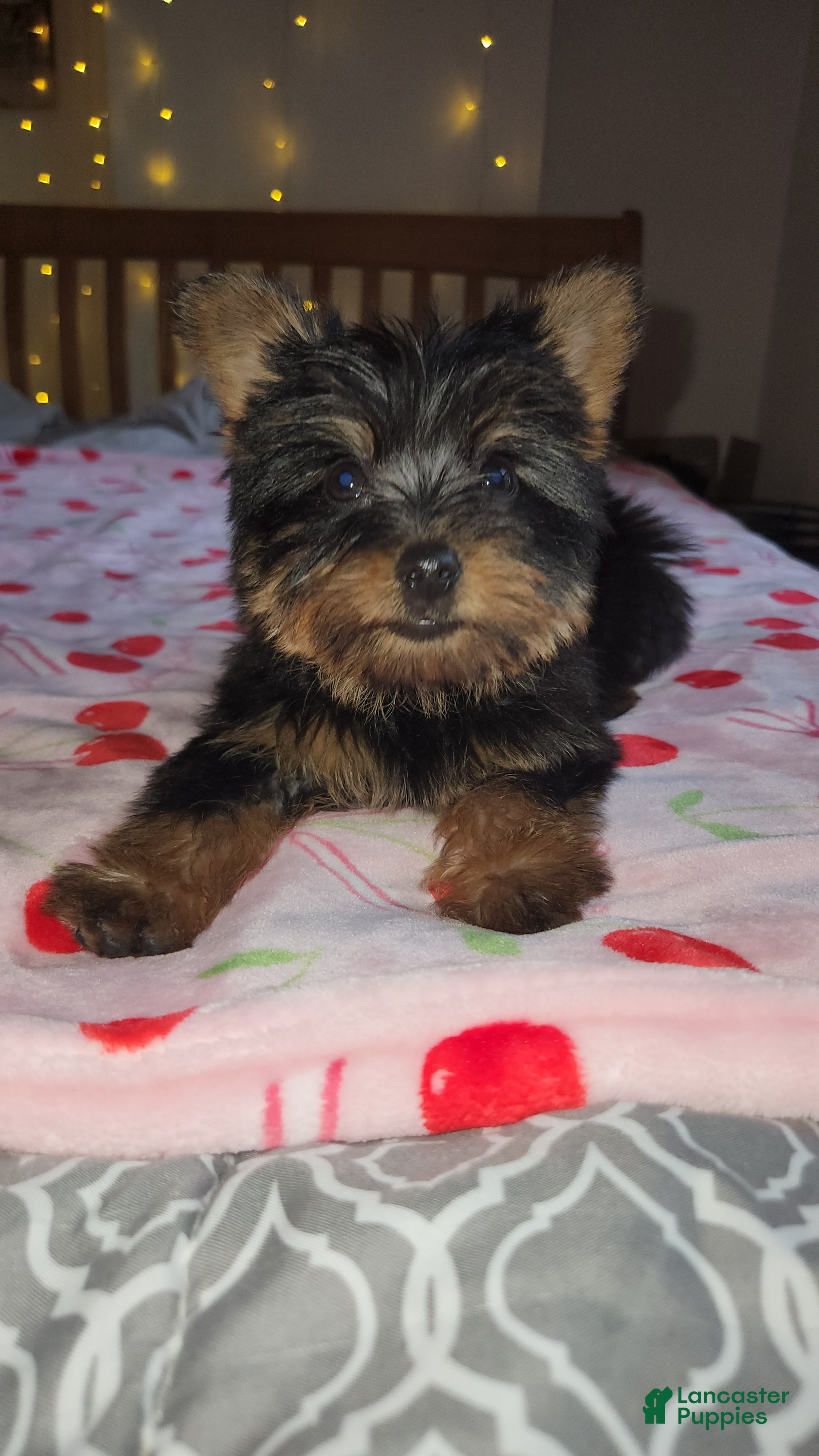 Yorkshire Terrier dogs Yorkshire Terrier Puppy 2 - Ad 2
