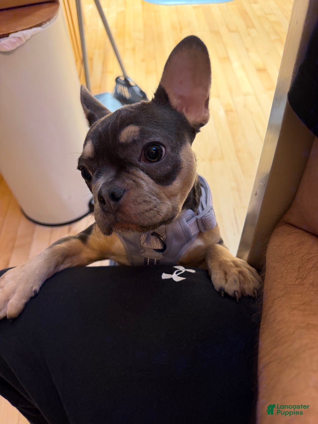 French Bulldog dogs for sale: French Bulldog Puppy Tri Color Female - Ad 4