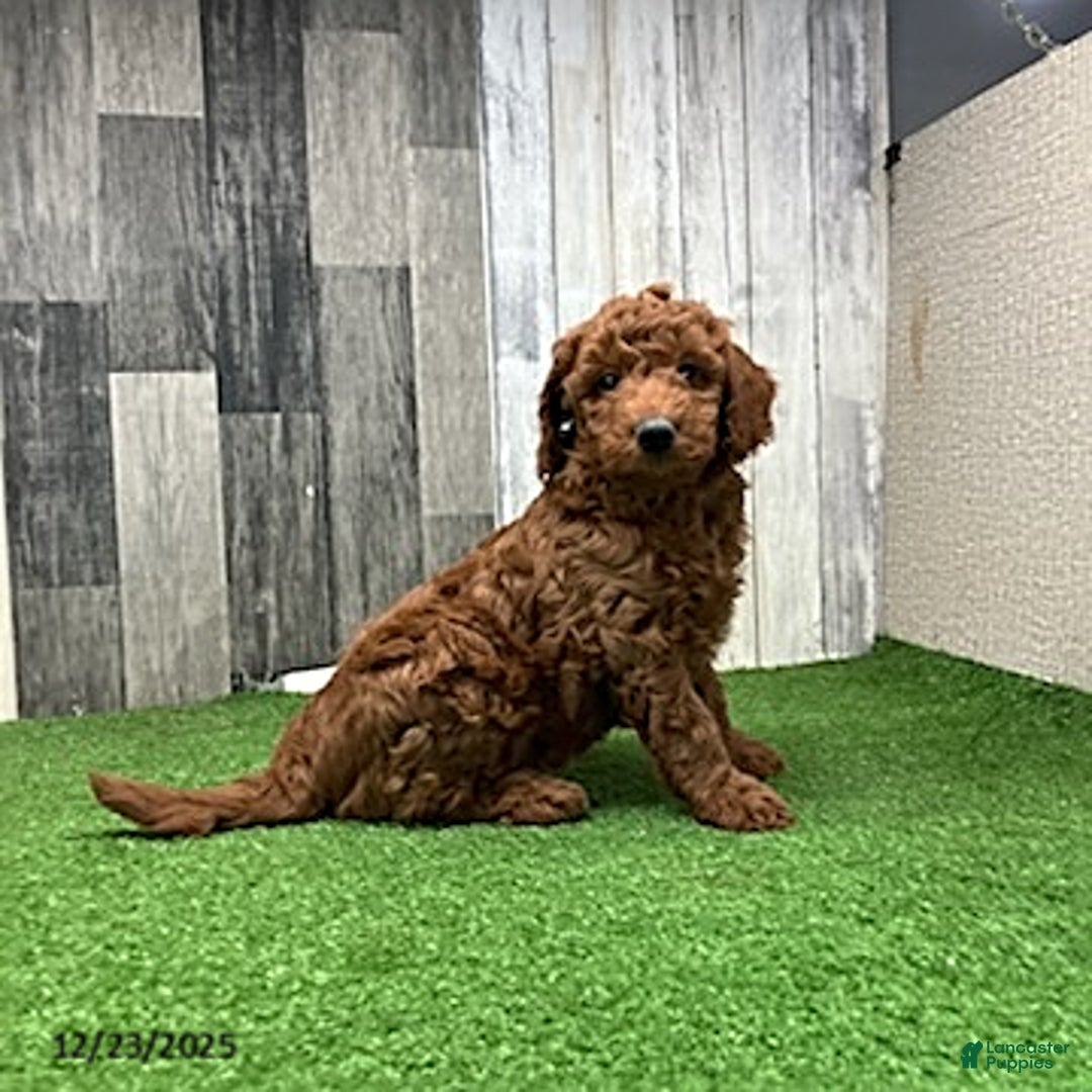 Mini Goldendoodle dogs for sale: Alex - Ad 6