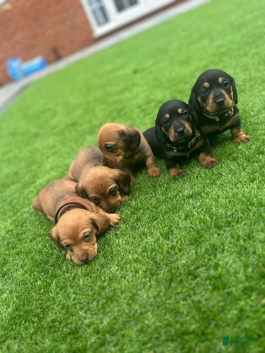 Miniature Dachshund dogs for sale: Miniature Dachshund 3 - Ad 3