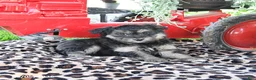 Pomapoo dogs for sale: Pepper - Ad 3