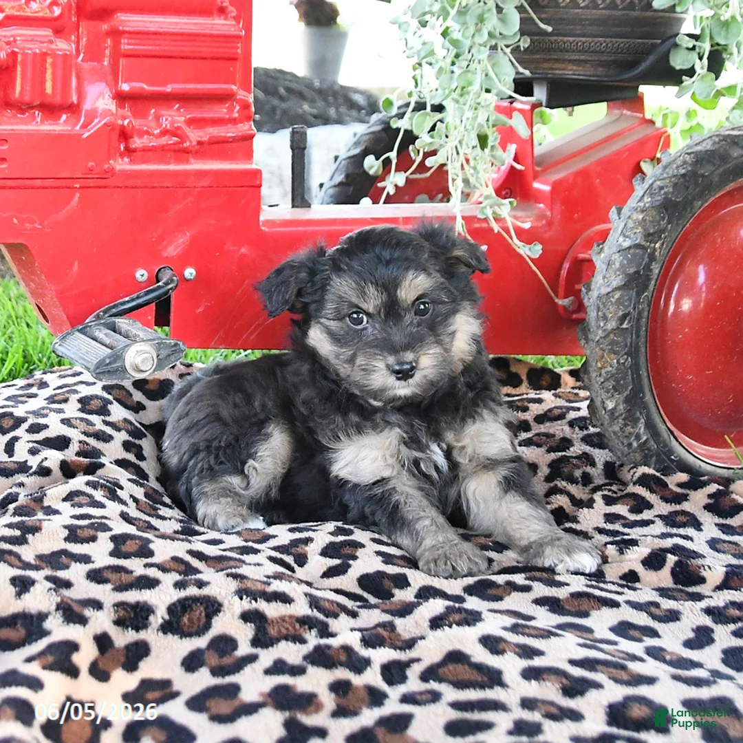 Pomapoo dogs for sale: Pepper - Ad 3