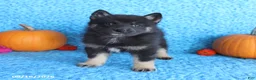 Pomsky dogs for sale: Teddy - Ad 1