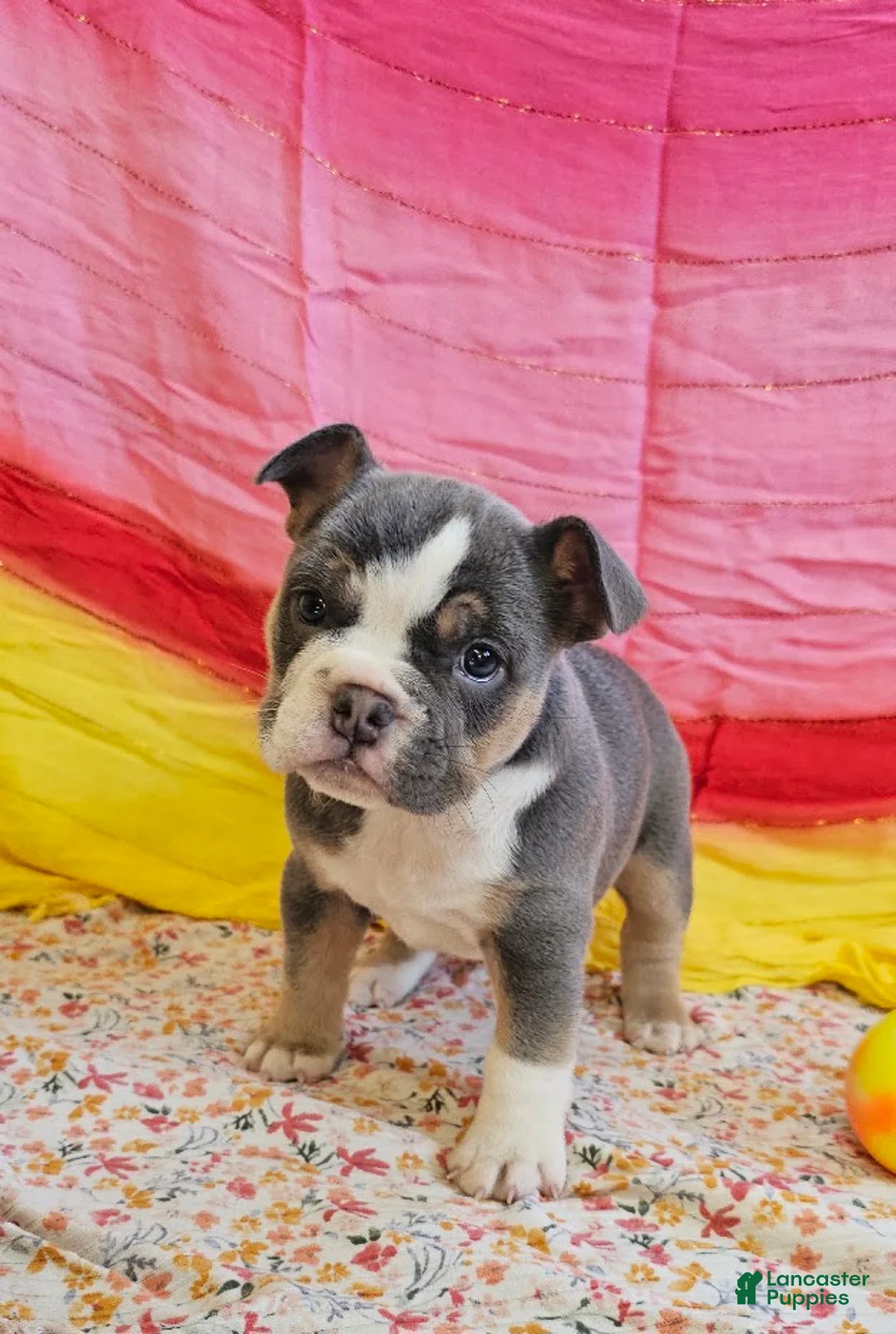 Mixed Breed dogs for sale: Blue Star Girl - Ad 1