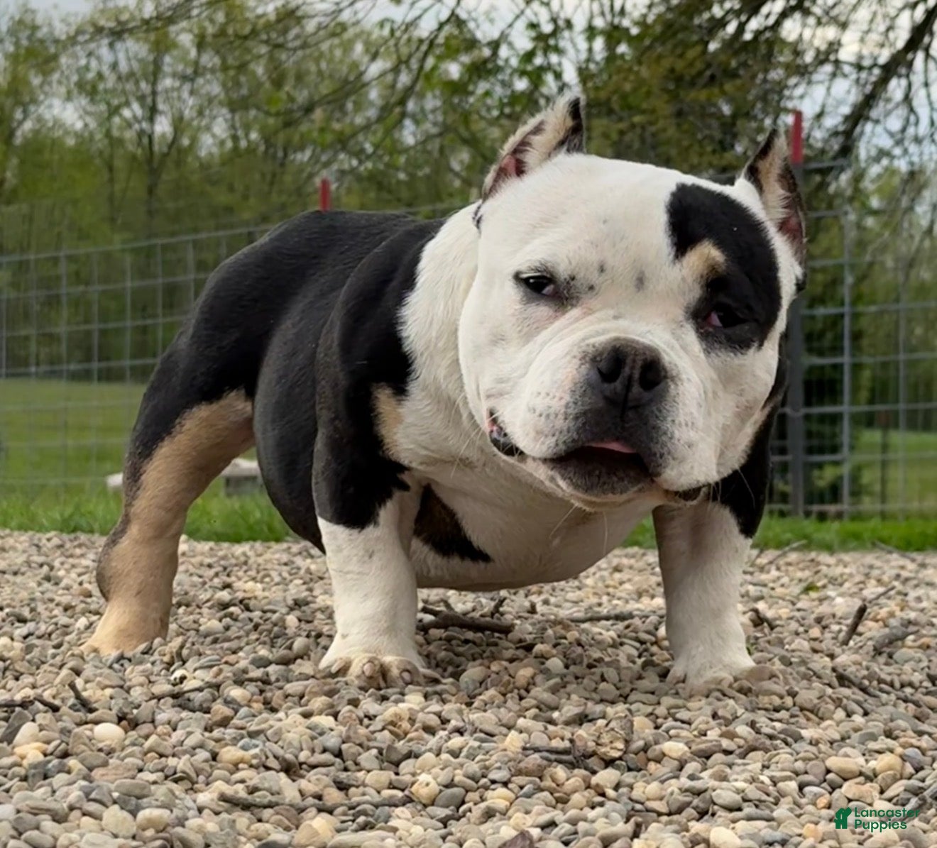 American Bully dogs Piggit - Ad 1