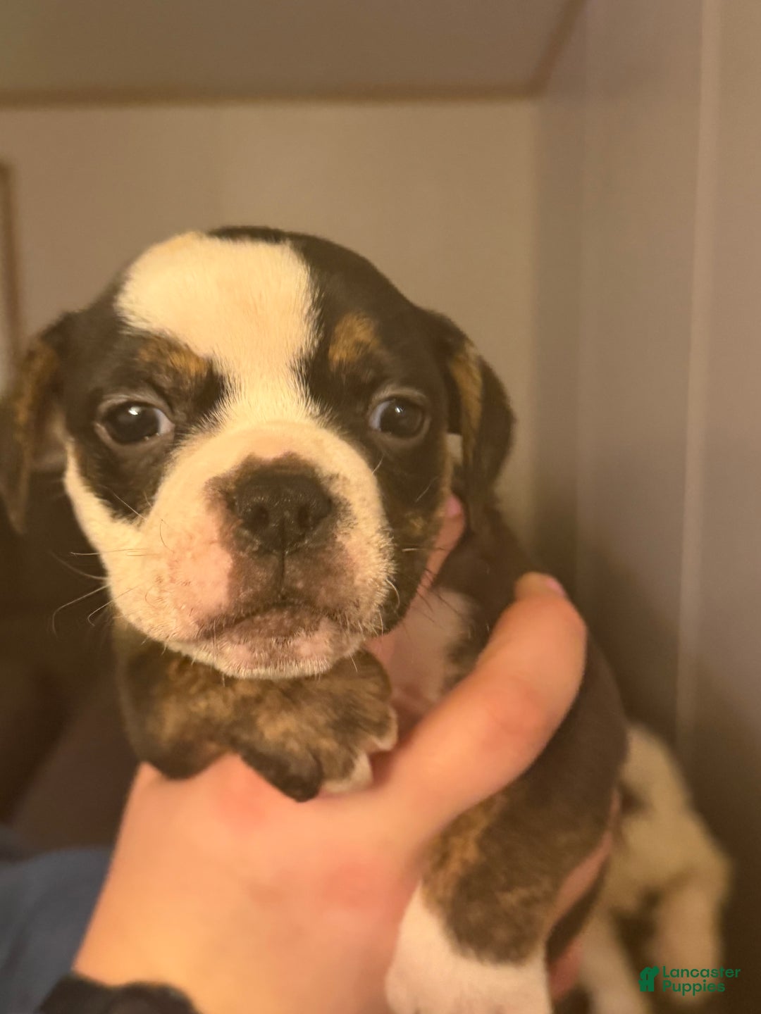 Olde English Bulldogge dogs for sale: Olde English Bulldogge Puppy 7 - Ad 3