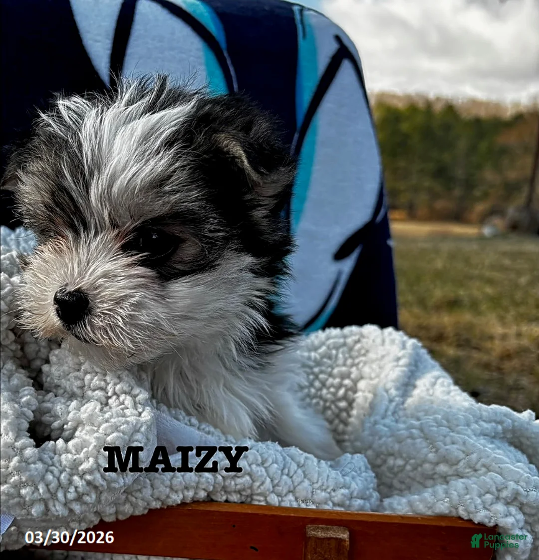 Morkie dogs for sale: Maizy - Ad 4