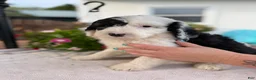 Sheepadoodle dogs for sale: Dolly - Ad 6