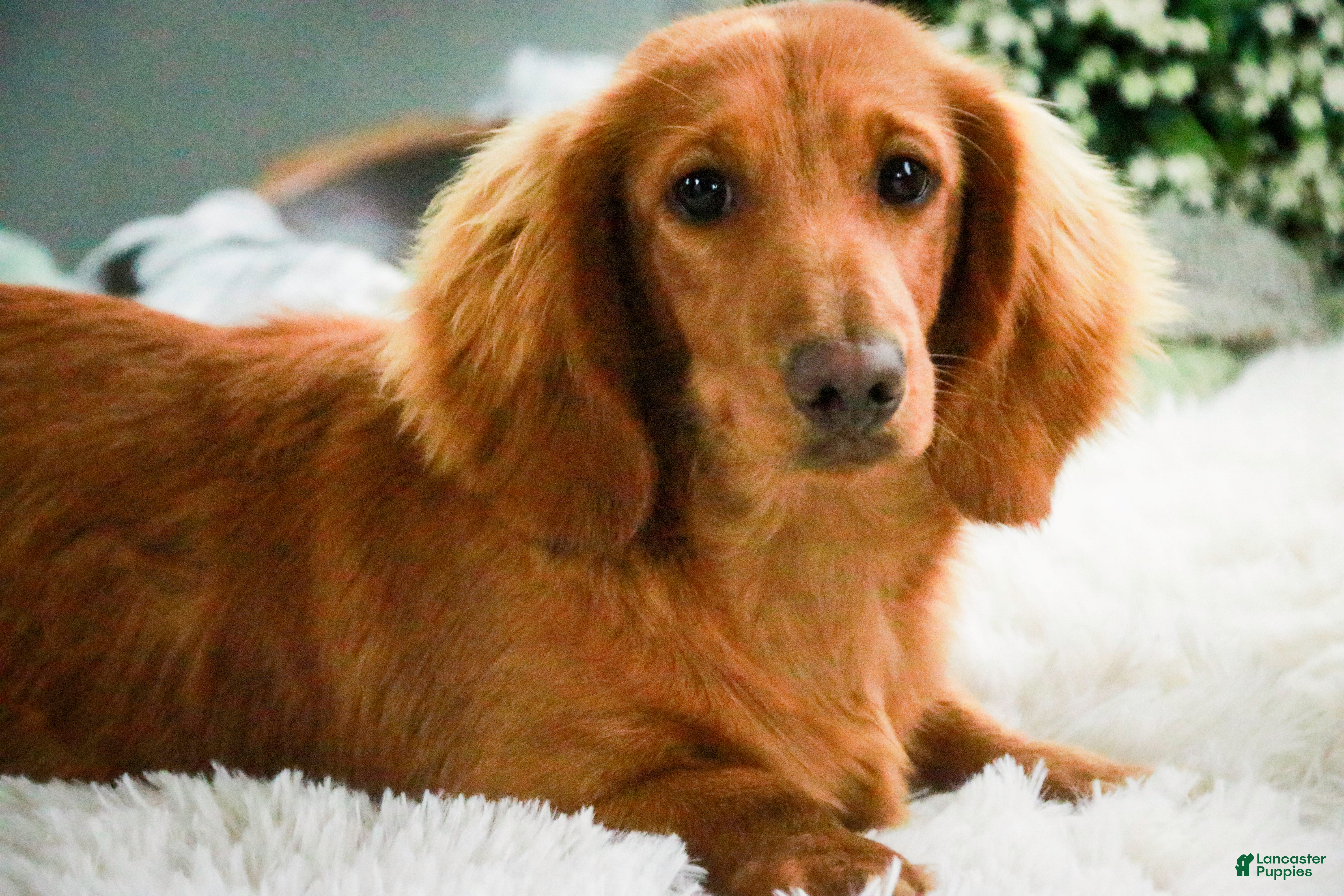 Miniature Dachshund dogs Mars - Ad 28