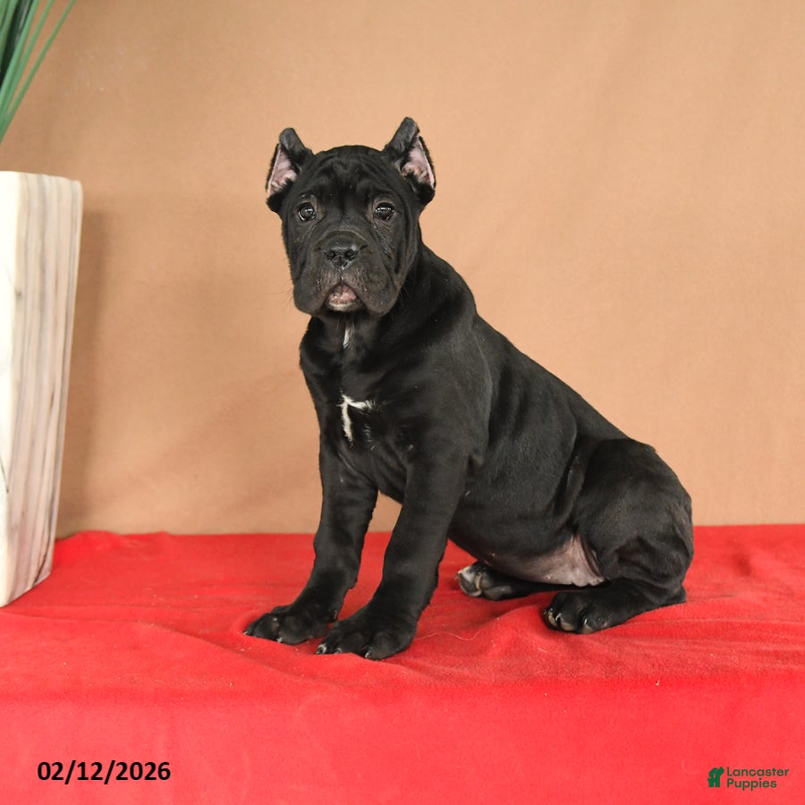 Cane Corso dogs Macaron - Ad 2
