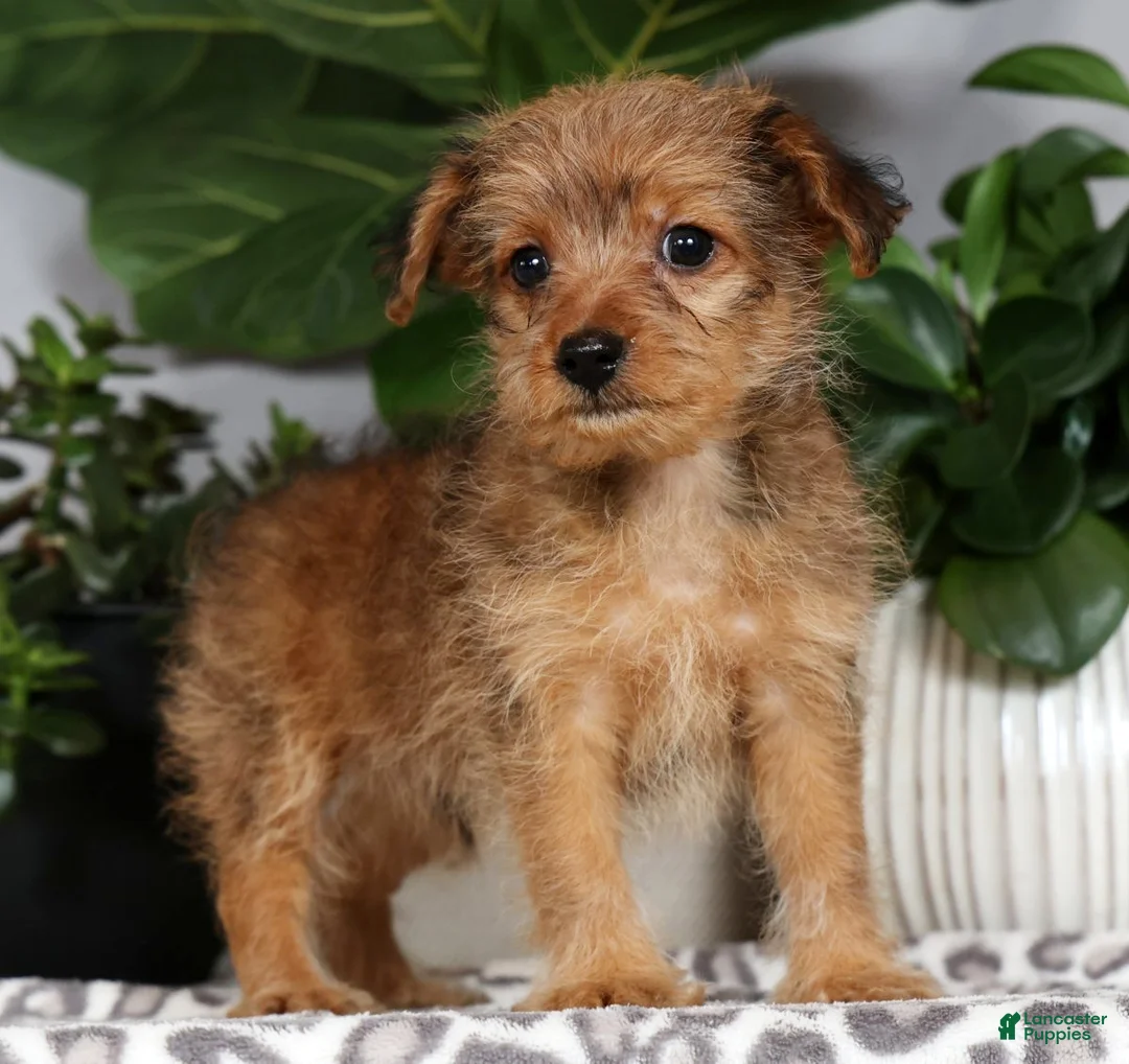 Yorkiepoo dogs for sale: Vinnie - Ad 1