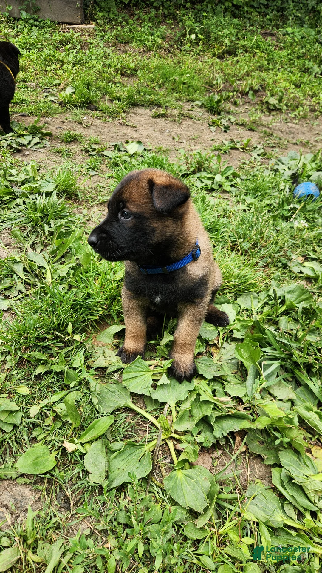Belgian Malinois dogs for sale: Gunner (Blue) - Ad 2
