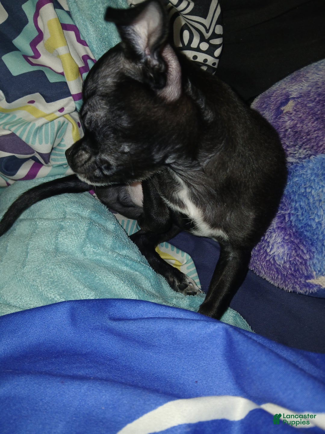 Chihuahua dogs for sale: Momo - Ad 6