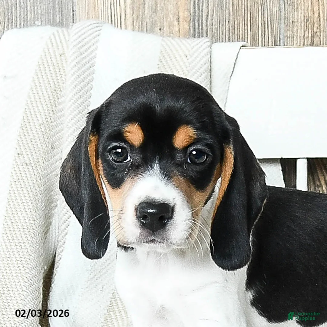Beagle dogs for sale: Blossom - Ad 4