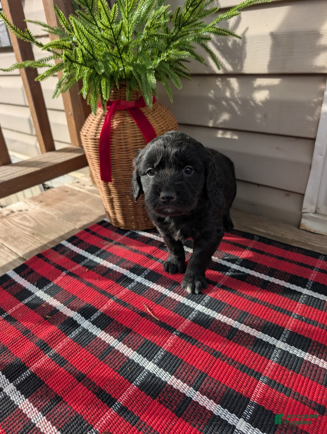 Mixed Breed dogs for sale: Hampton  - Ad 3