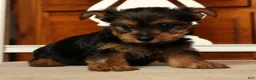 Yorkshire Terrier dogs for sale: Lila - Ad 9