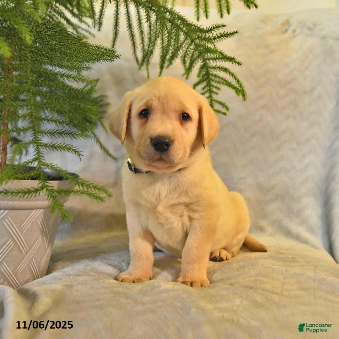 Labrador Retriever dogs for sale: Jules - Ad 9