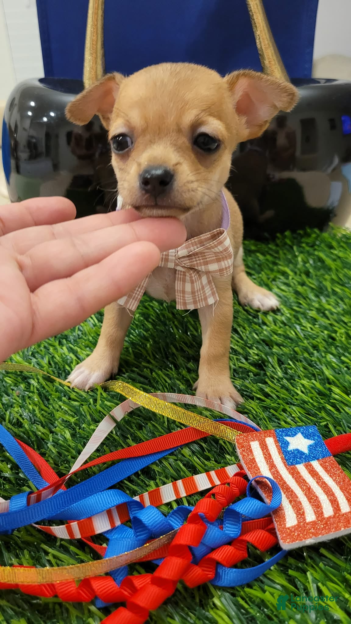 Chihuahua dogs for sale: POCKET SIZE MITSI APPLEHEAD - Ad 3