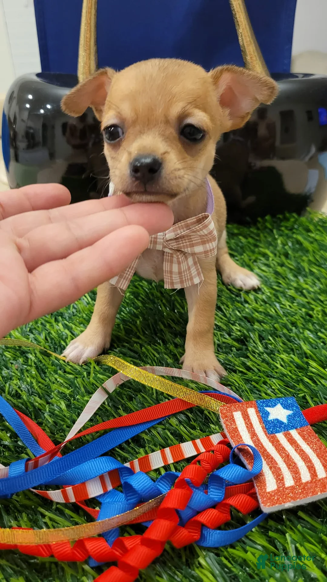 Chihuahua dogs for sale: POCKET SIZE MITSI APPLEHEAD - Ad 1
