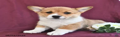 Kloe