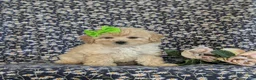 Bichpoo dogs for sale: Ariel - Ad 1