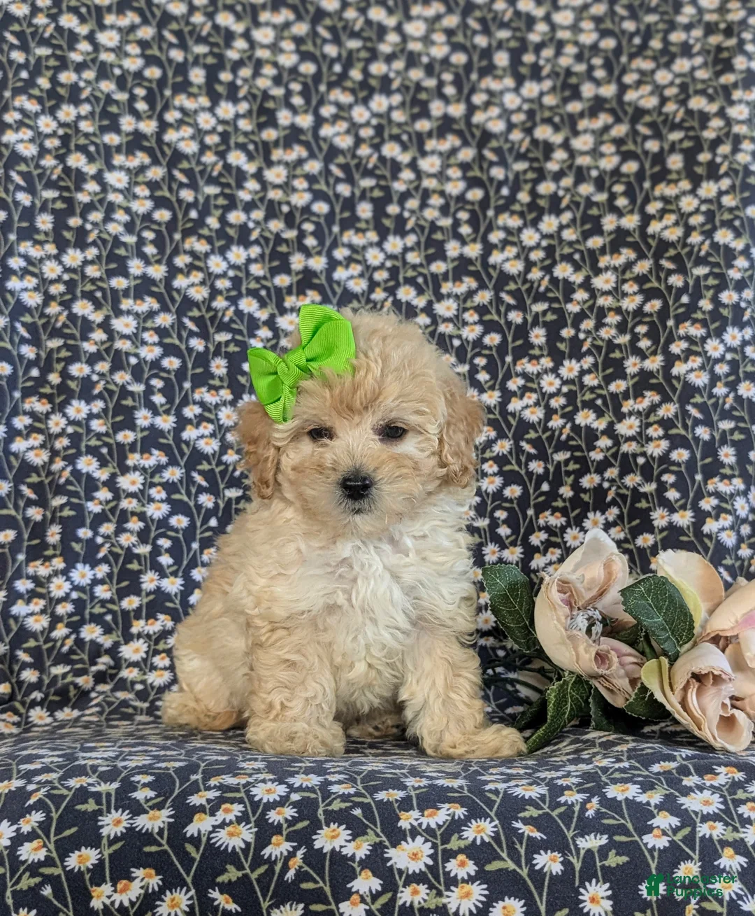 Bichpoo dogs for sale: Ariel - Ad 1